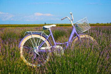 Naklejka premium Women's vintage purple bicycle as decoration on lavender field. Focus on the bike.