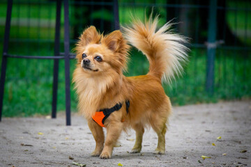 Portrait of a chihuahua, pomeranian, spaniel who plays on the dog playground