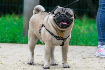 Obraz premium Little pug plays and runs in the dog playground