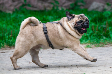 Little pug plays and runs in the dog playground