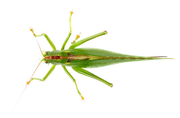 Orthoptera-Tettigoniidae, bush cricket, "long-horned grasshoppers" isolated on white, top view