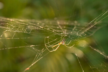 Mecynogea martiana spider on its web