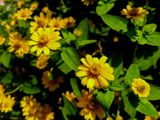 Close-up blooming yellow butter daisy flowers (melampodium divaricatum)
