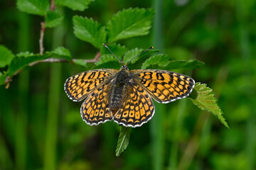 Glanville fritillary // Wegerich-Scheckenfalter (Melitaea cinxia) - Pinios Delta, Greece