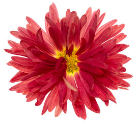 red chrysanthemum flower isolated on white background.