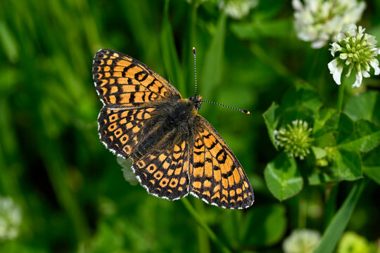 Glanville fritillary // Wegerich-Scheckenfalter (Melitaea cinxia) - Pinios Delta, Greece