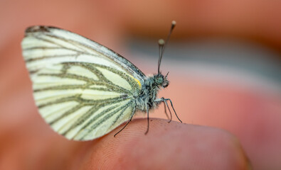 Aporia crataegi butterfly on hand macro shot 01