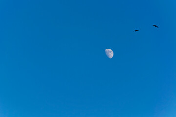 The moon and swallows on a blue sky background.