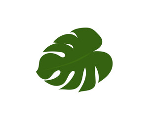 Indoor (office) plant - monstera leaf. Design. Vector icon - 618052386