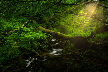 Small creek and waterfall in the green summer forest with sun rays through the trees