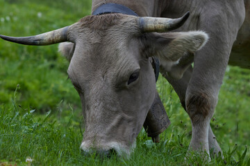 CLOSE UP OF A BROWN COW GRAZING