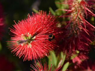 Bumble bee pollinating and landing on brush flowers