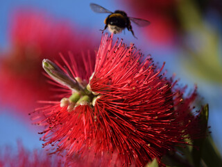 Bumble bee pollinating and landing on brush flowers