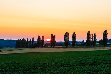 A spectacular Dutch sunset with an amazing coloured sky with the rolling hills in an Italian landscape with the Tuscan Poplar trees and in the front a field of wheat and grain. 