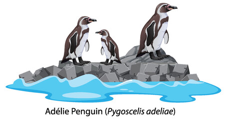 Adelie penguin cartoon on the rock