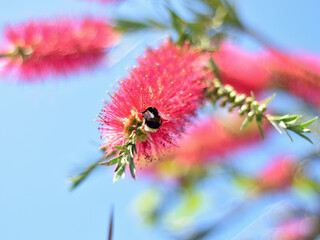 Bumble bee pollinating and landing on brush flowers