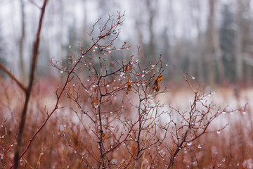 Droplets of melted snowflakes on the branches of bushes in autumn in the park. Alexander Park in...
