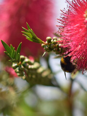 Bumble bee pollinating and landing on brush flowers