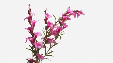 Fireweed (Epilobium Angustifolium) plant with purple flowers isolated on a transparent background, Generative AI.