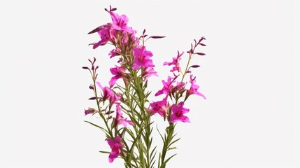 Fireweed (Epilobium Angustifolium) plant with purple flowers isolated on a transparent background, Generative AI.