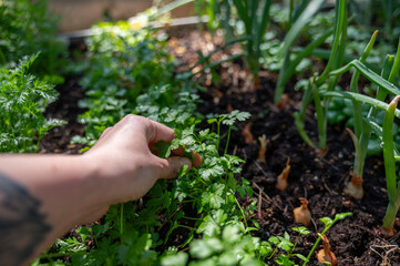 Naklejka na ściany i meble Person hand picking parsley from plant bed with different kind of greens
