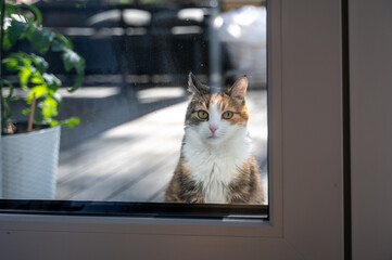 Calico cat standing outside of entrance and wants to go inside of house. View from home