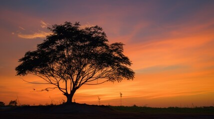 Naklejka na ściany i meble a tree silhouette during the evening hours