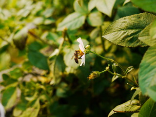 Bee on a flower.