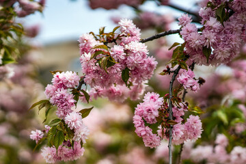 Beautiful pink sacura branches on tree.