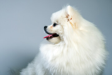 happy white pomeranian spitz dog poses in studio