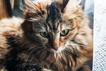 Portrait of a tricolor kitten lying on the floor. Sad cat. Bored cat.