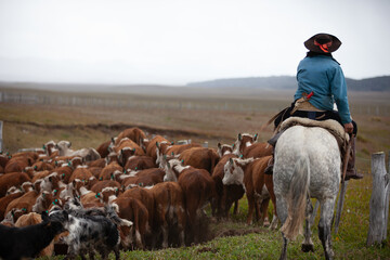 Hereford cattle ranch in south patagonia argentina  - obrazy, fototapety, plakaty