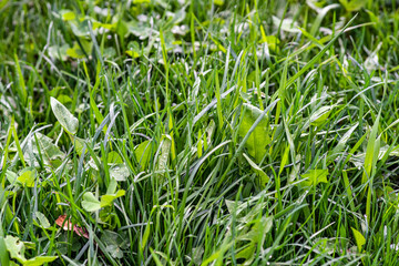 Grass on the field during sunrise. Agricultural landscape in the summer time