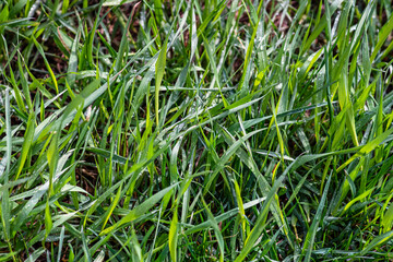 Grass on the field during sunrise. Agricultural landscape in the summer time
