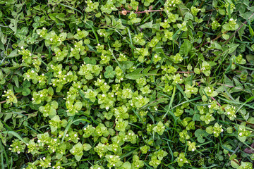 Grass on the field during sunrise. Agricultural landscape in the summer time