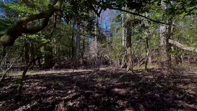 Drone flying low on forest trails with canals, plaants and trees in the shore of Maryland