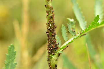 An aphid colony on a grass stalk is guarded by ants.