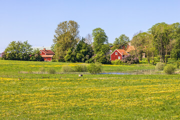 Obraz premium Red cottages by a flowering meadow in the countryside