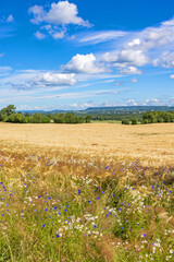 Fototapeta na wymiar Landscape view with wildflowers at the edge of a field