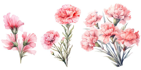 Pink carnation flowers watercolor elements set.