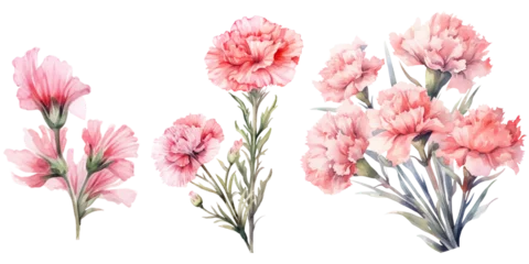 Fototapeten Pink carnation flowers watercolor elements set. © Teerawan