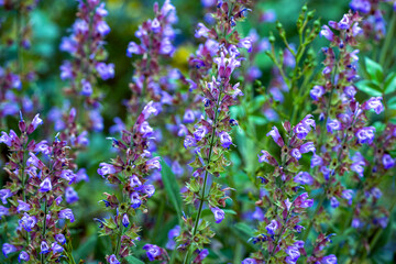 Obraz premium flowers in the field, nacka,sweden,sverige,stockholm
