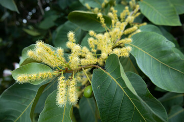 Flowers of Chebulic Myrobalan. Small bouquet of white flowers with soft fruits (Terminalia chebula Retz.) on branch with large green leaves with copy space with selective focus.