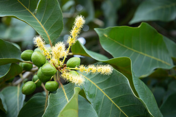 Fruits and flowers of Chebulic Myrobalan. White small bouquet of herbaceous plants (Terminalia...