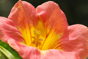 Fototapeta na wymiar Close up macro flowerhead of Chinese trumpet vine.