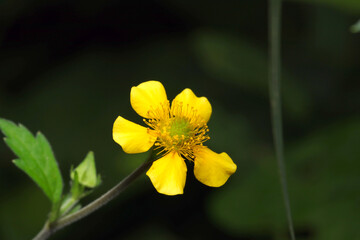 Yellow small flowerhead of Oodaikonso (Geum aleppicum) with dark background close up macro photograpy.