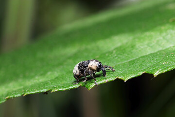 Black and white Panda like Weevil (Mesalcidodes trifidus, Ojiroashinagazomushi)  walking on the leaf (Outdoor close up macro photography) 