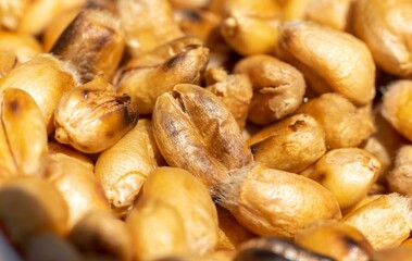 Macro of Wheat Seed Isolated on Wheat Seeds Heap in Horizontal Orientation