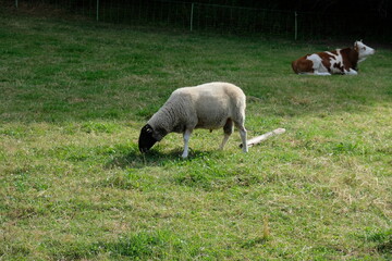 FU 2022-07-09 ResaTour 361 Auf der Wiese grast ein weißes Schaf