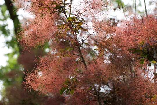 misty summer smoke tree bush anacardiaceae in blossom 